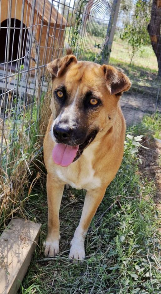Tare bellissima e dolcissima cagnolina cerca famiglia  Foto 10