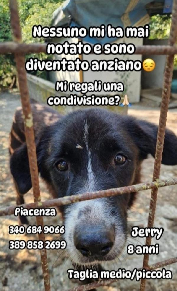 Jerry 8Anni Medio Piccolo Nessuno Lo Ha Mai Scelto