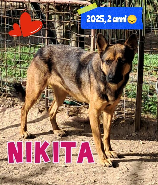 Nikita mix pastore tedesco  Foto 1