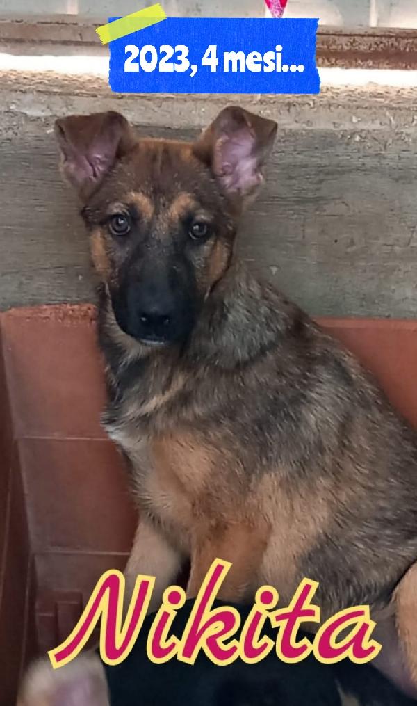Nikita mix pastore tedesco  Foto 2