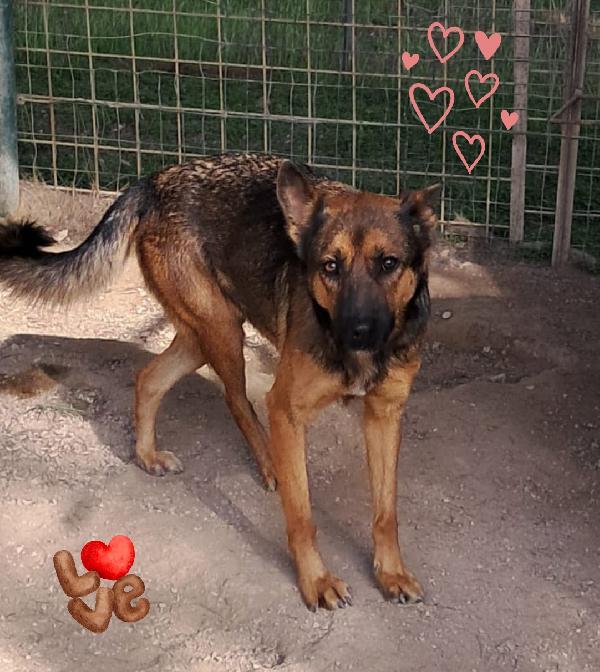 Nikita mix pastore tedesco  Foto 3