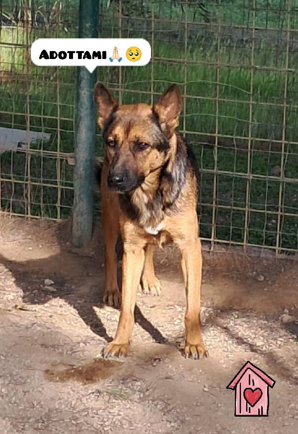 Nikita mix pastore tedesco  Foto 4