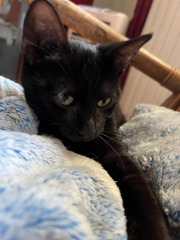 GINA: DOLCISSIMA MICINA DI 5 MESI CERCA FAM. Foto 4