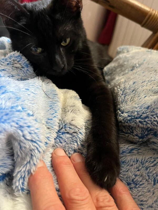 GINA: DOLCISSIMA MICINA DI 5 MESI CERCA FAM. Foto 5