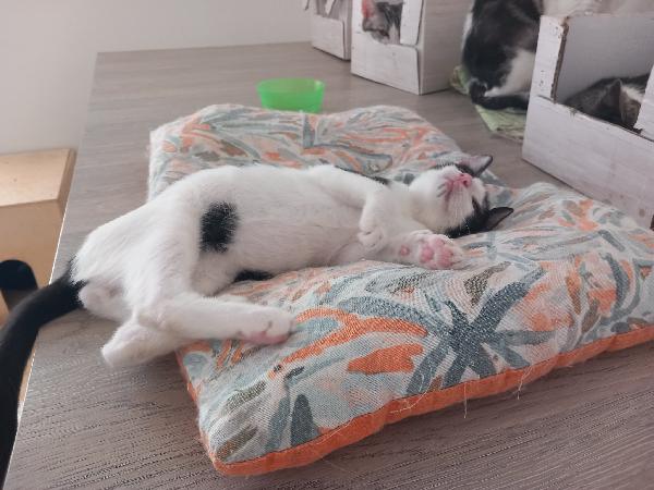 LUPIN, dolce micino da adottare! Foto 6