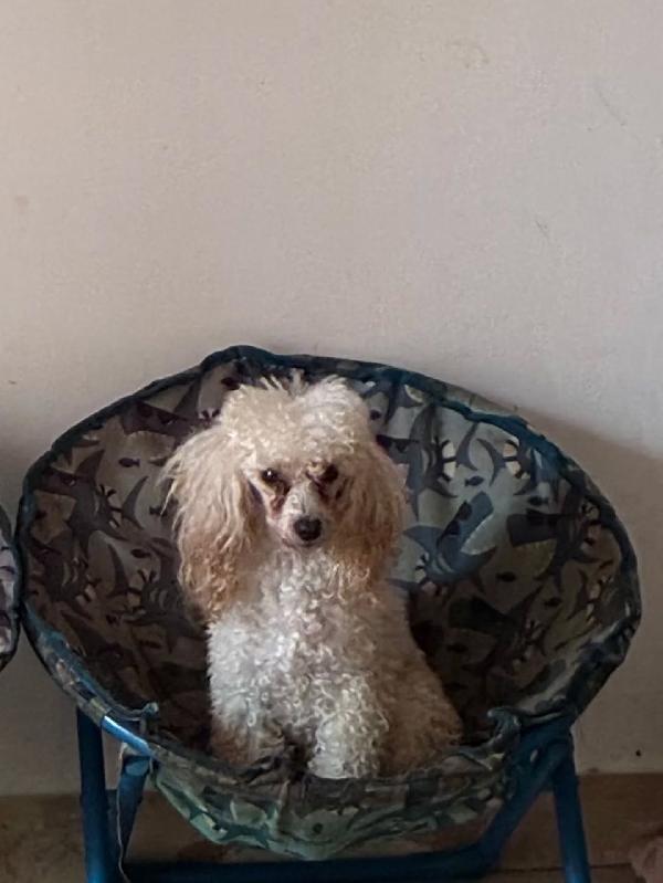 MINA barboncino toy in adozione  Foto 2