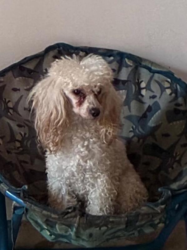 MINA barboncino toy in adozione  Foto 3