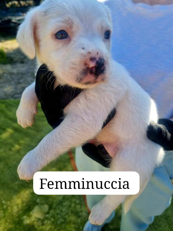 Cuccioli Taglia Media Piccola 