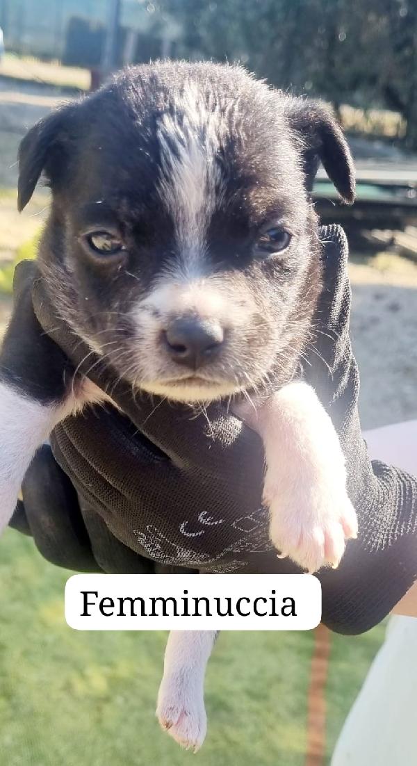 Cuccioli taglia media piccola  Foto 2