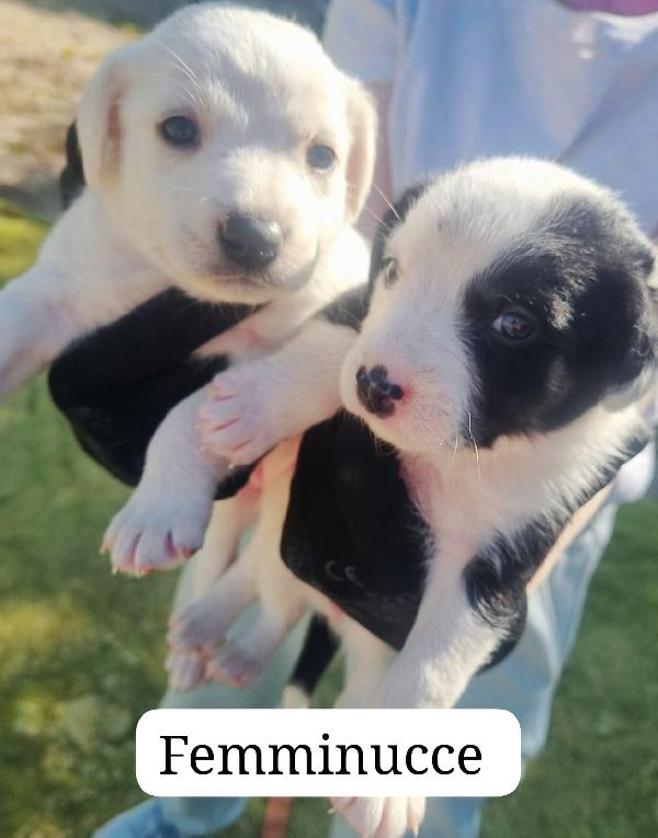 Cuccioli taglia media piccola  Foto 3