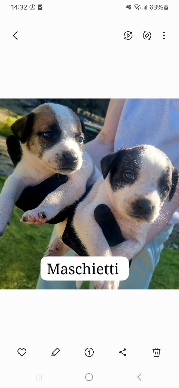 Cuccioli taglia media piccola  Foto 4