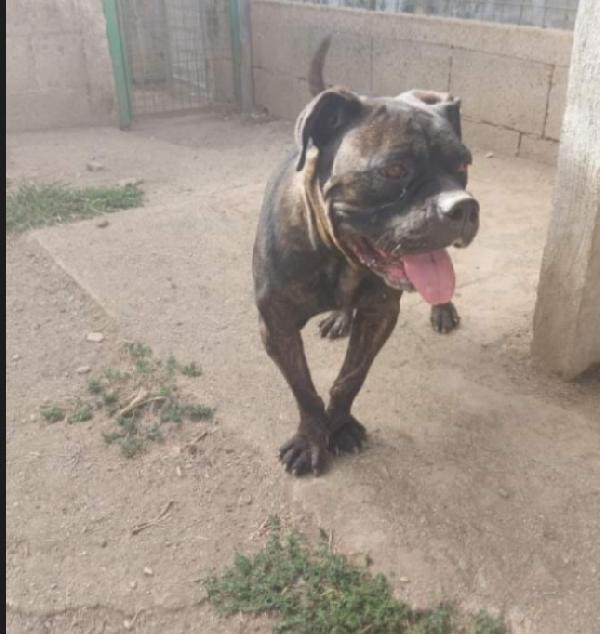 Apollonia 4Anni Mix Corso/Pit Da Tanto In Canile.salerno