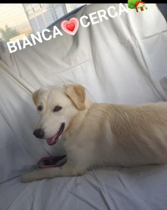 Bianca 1anno simil Labrador tg media in box da cucciola  Foto 2