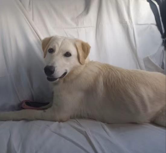 Bianca 1anno simil Labrador tg media in box da cucciola  Foto 3