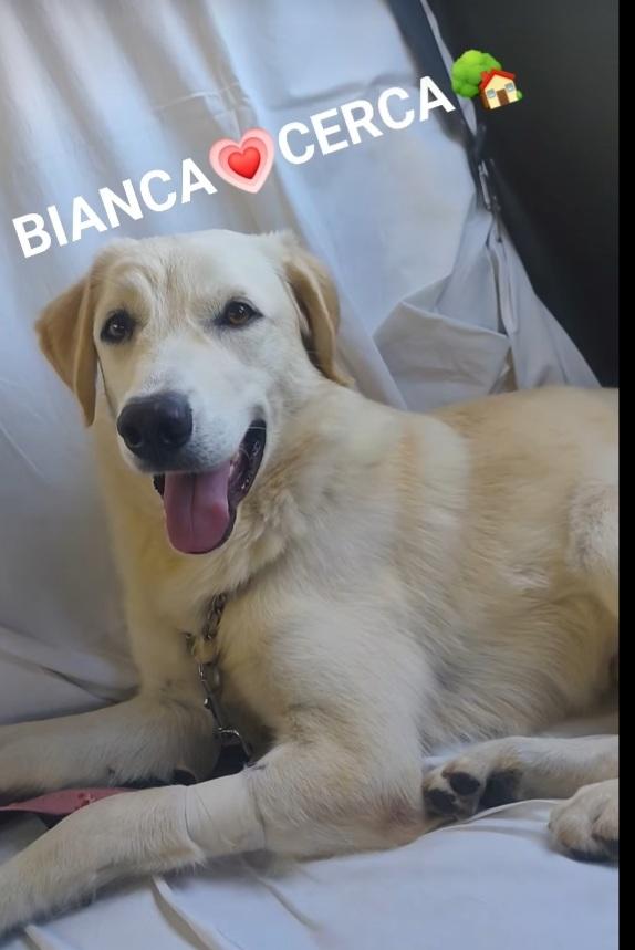 Bianca 1anno simil Labrador tg media in box da cucciola  Foto 4