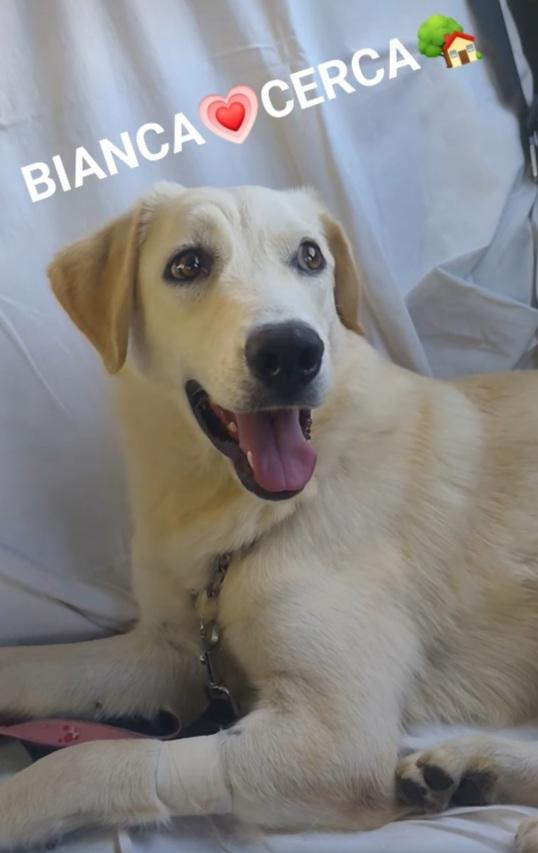 Bianca 1anno simil Labrador tg media in box da cucciola  Foto 5