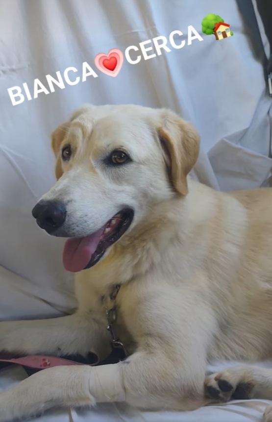 Bianca 1anno simil Labrador tg media in box da cucciola  Foto 6