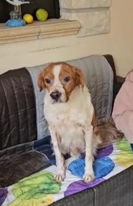 Tommy: giovane bretoncino socievole dolce Foto 2