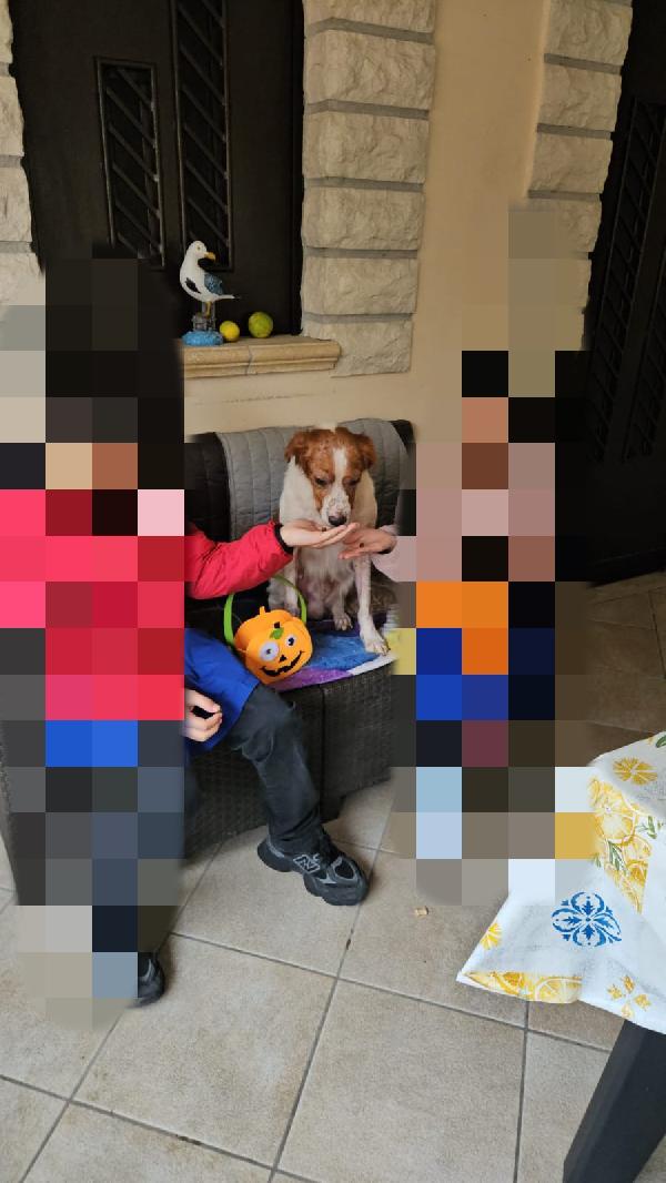 Tommy: giovane bretoncino socievole dolce Foto 3