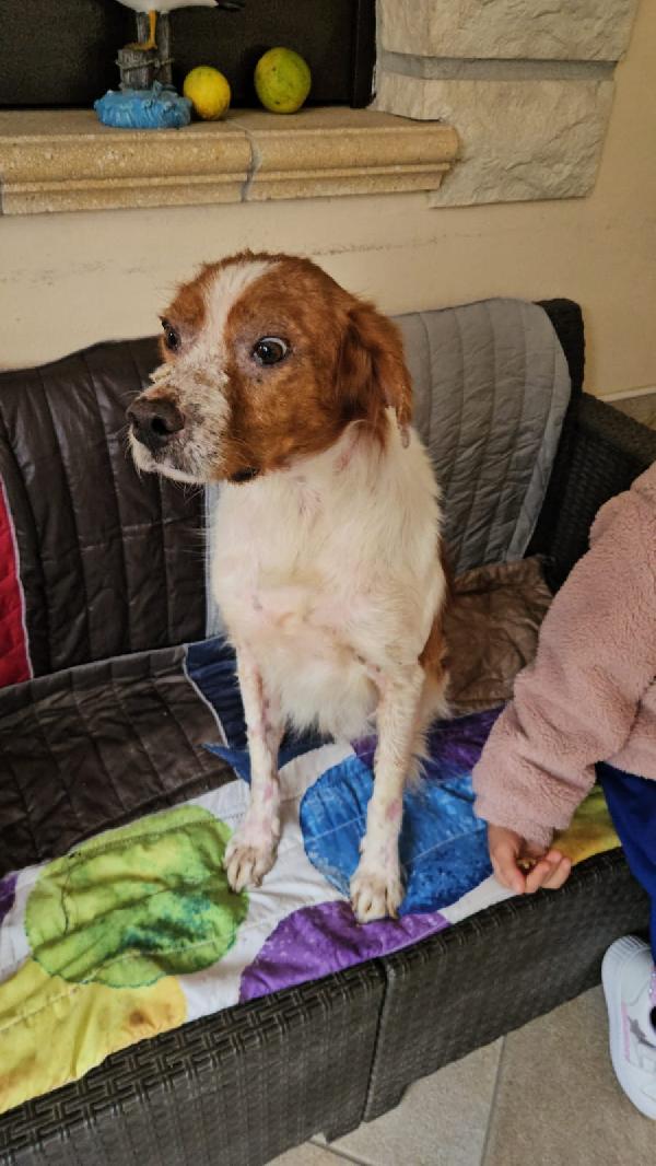 Tommy: giovane bretoncino socievole dolce Foto 4