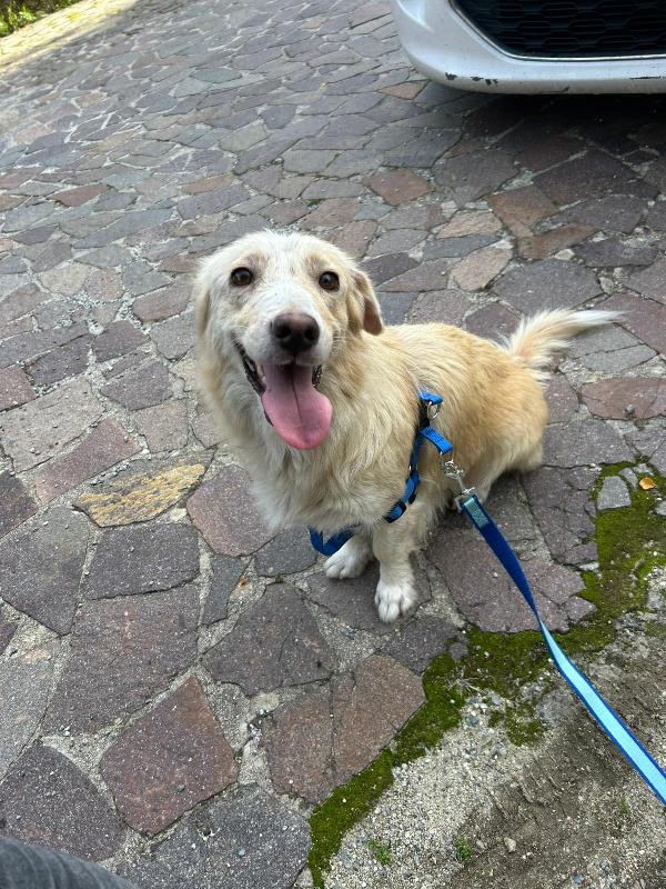 Lady Splendida Dolce Mammina Di 13 Kg Cerca Famiglia 