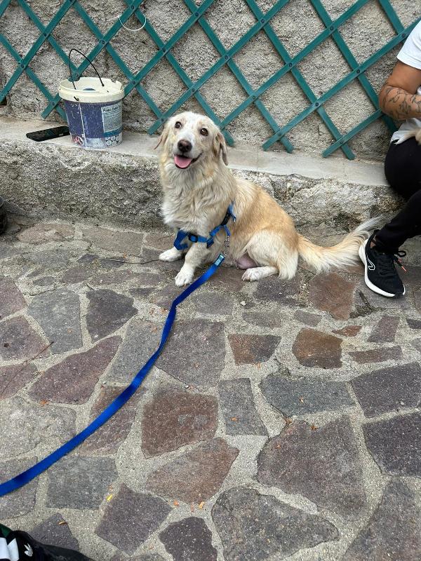 Lady Splendida Dolce Mammina di 13 Kg Cerca Famiglia  Foto 2