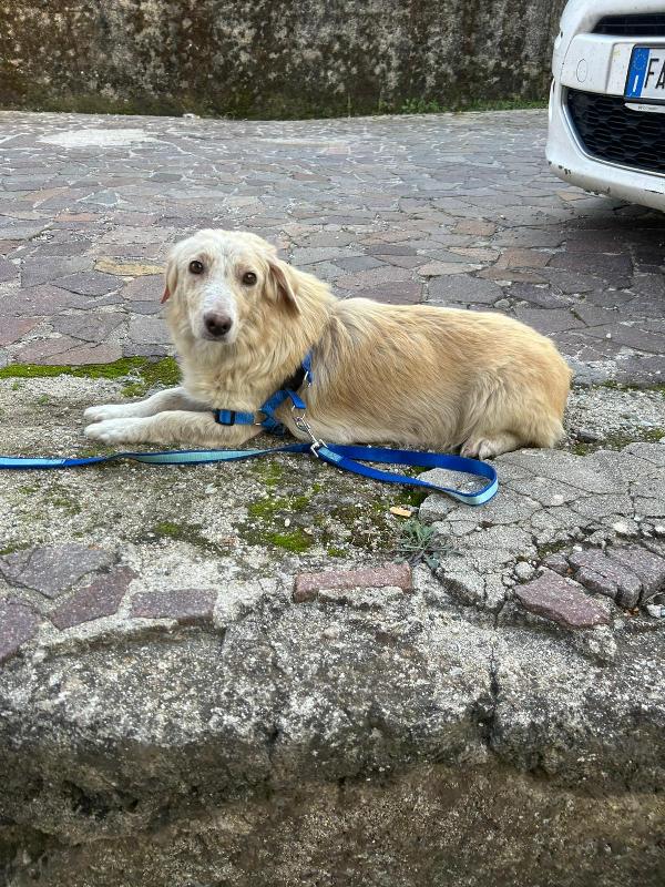 Lady Splendida Dolce Mammina di 13 Kg Cerca Famiglia  Foto 3