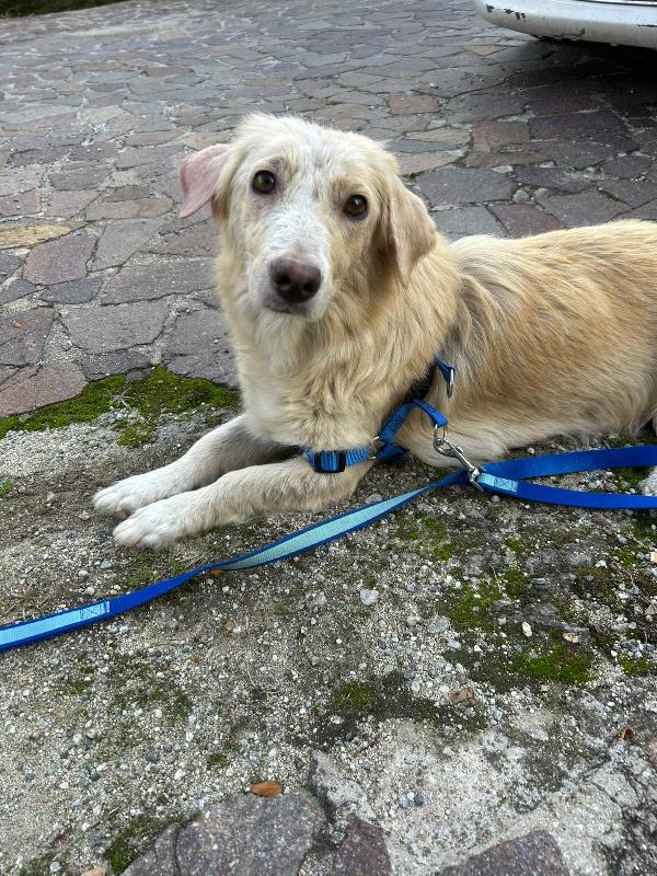 Lady Splendida Dolce Mammina di 13 Kg Cerca Famiglia  Foto 4