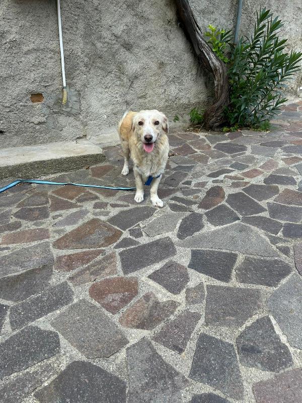 Lady Splendida Dolce Mammina di 13 Kg Cerca Famiglia  Foto 6