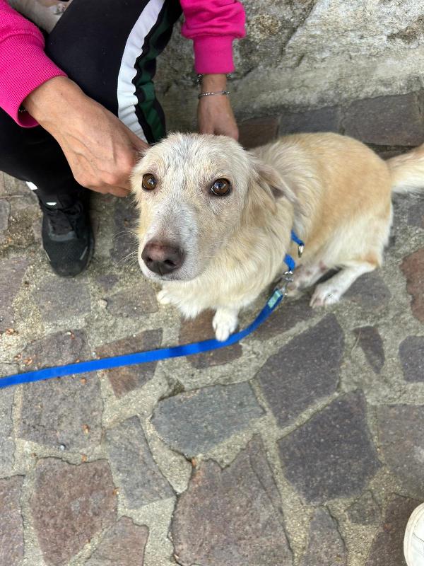 Lady Splendida Dolce Mammina di 13 Kg Cerca Famiglia  Foto 7