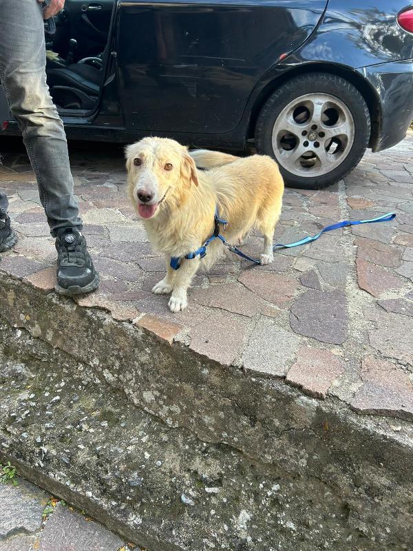 Lady Splendida Dolce Mammina di 13 Kg Cerca Famiglia  Foto 8