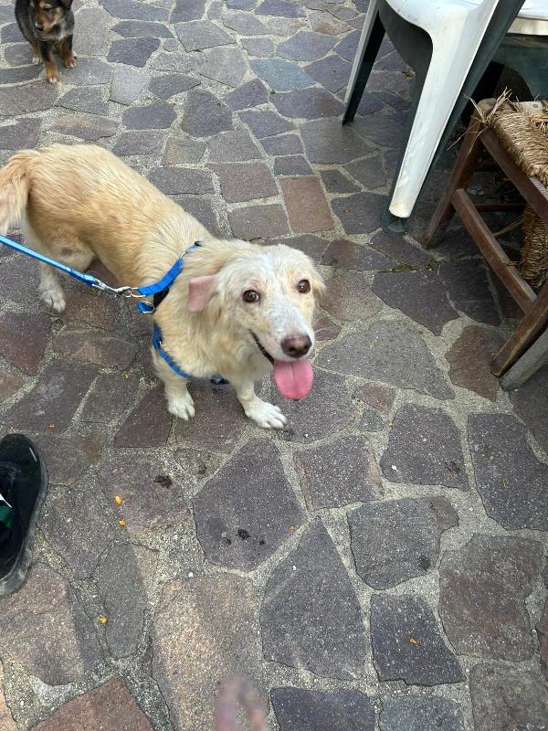 Lady Splendida Dolce Mammina di 13 Kg Cerca Famiglia  Foto 9