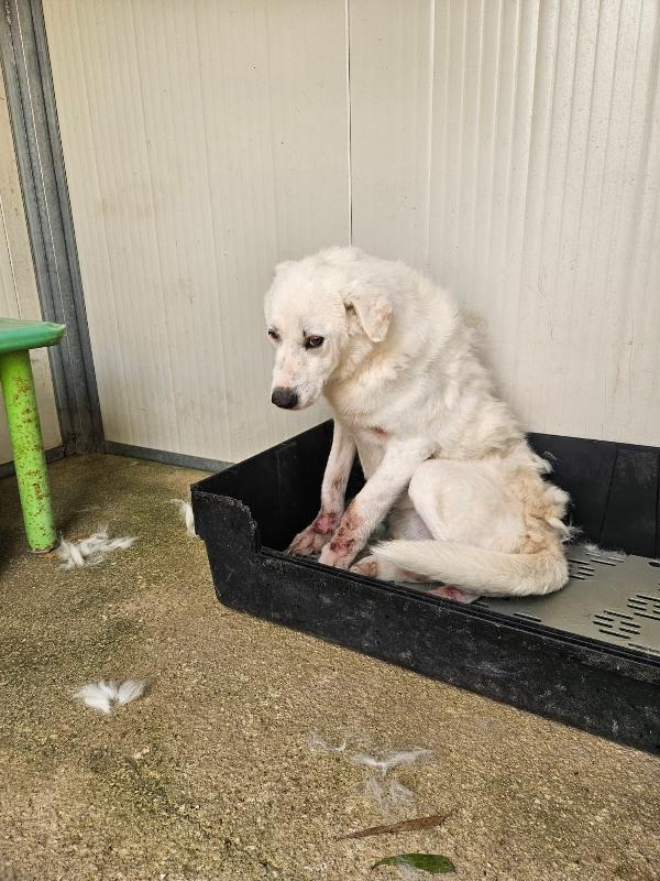 Consuelo: adozione del cuore o stallo  Foto 11