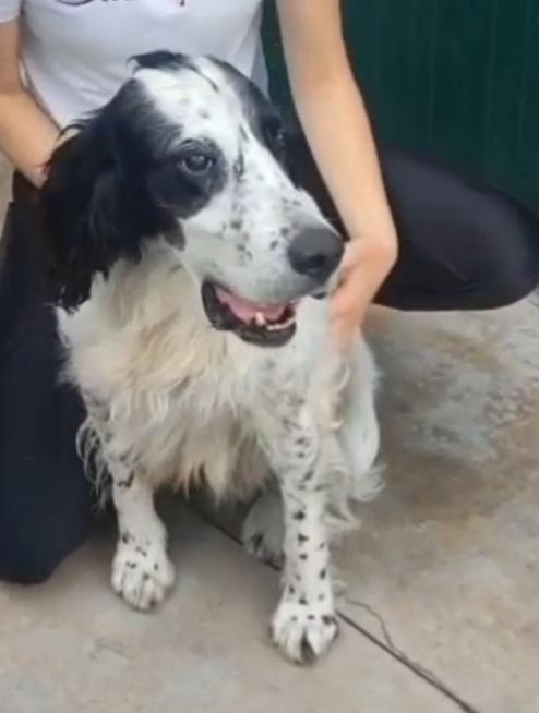 Setter 9/10anni ipovedente SOS BRESCIA  Foto 2