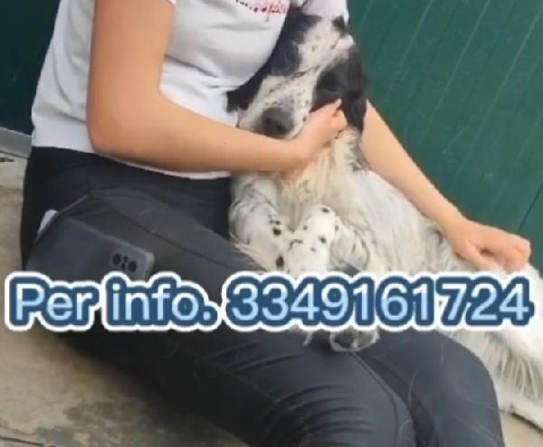 Setter 9/10anni ipovedente SOS BRESCIA  Foto 3