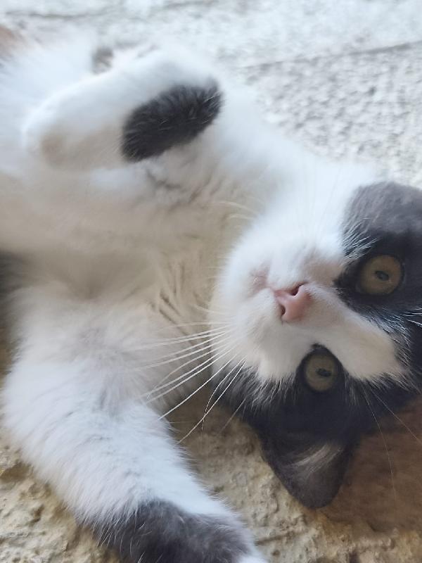  Mercoledì Dal Nasino Rosa