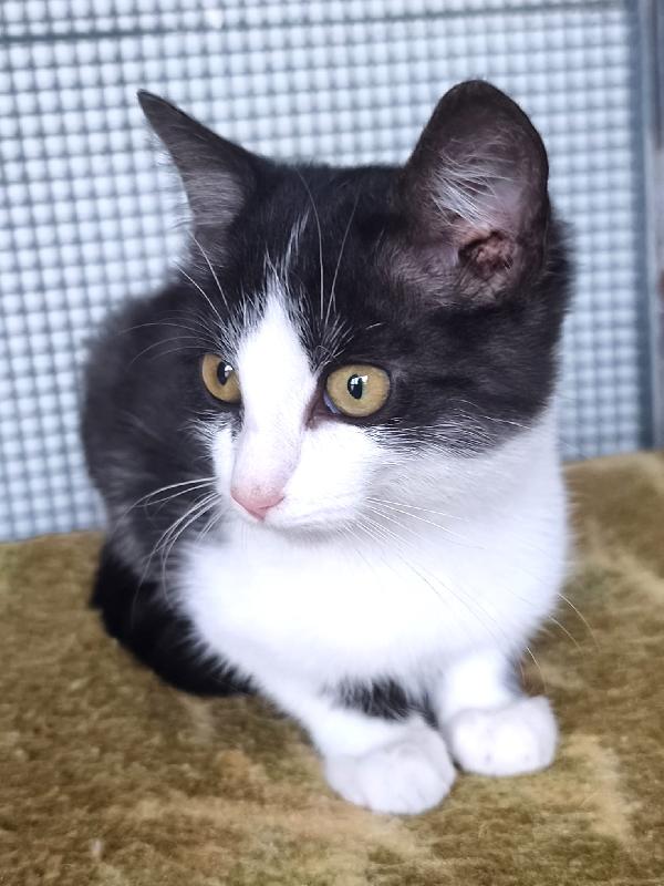  Mercoledì dal nasino rosa Foto 2