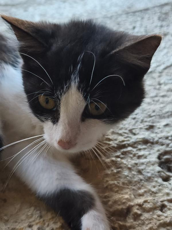  Mercoledì dal nasino rosa Foto 3