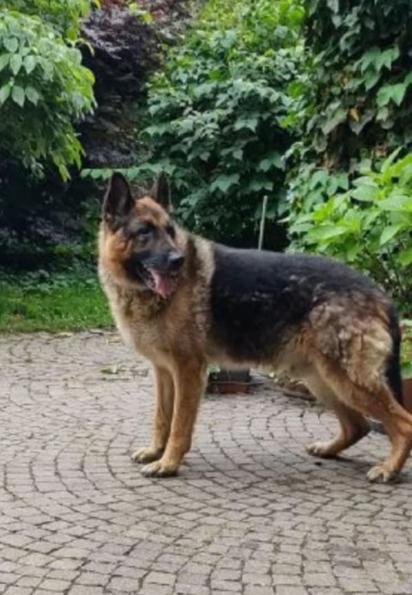 Pastore Tedesco Non Facciamolo Invecchiare Solo Come Sempre..pavia