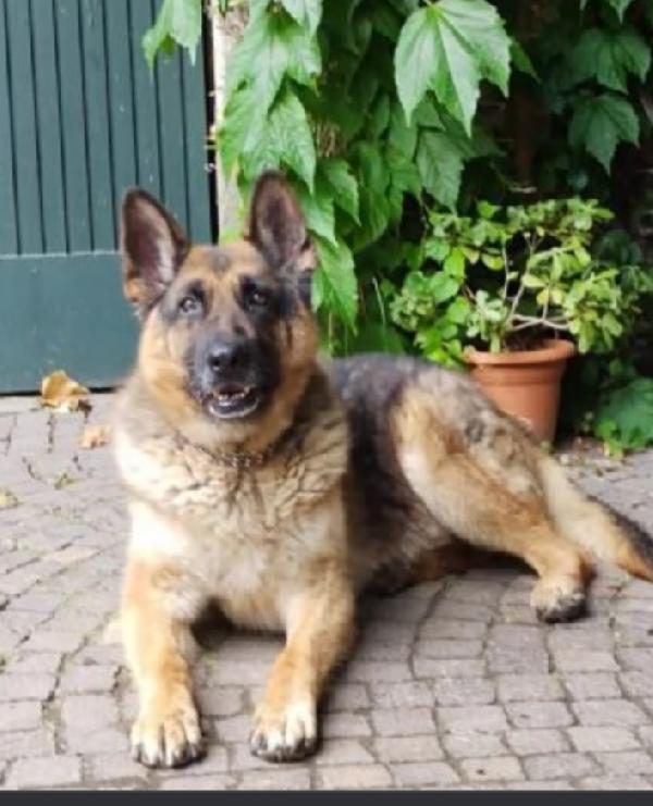 Pastore Tedesco non facciamolo invecchiare solo come sempre..PAVIA Foto 2