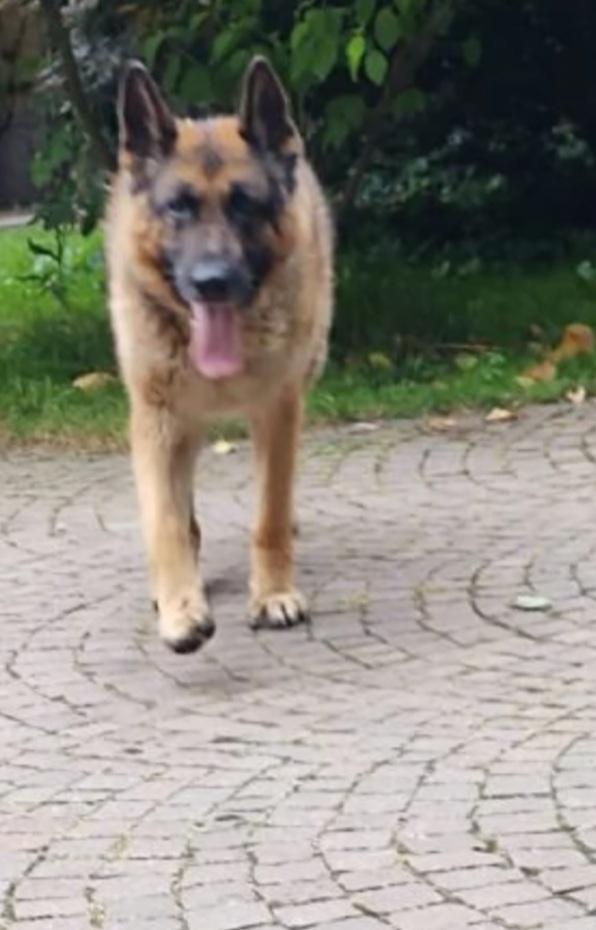 Pastore Tedesco non facciamolo invecchiare solo come sempre..PAVIA Foto 3