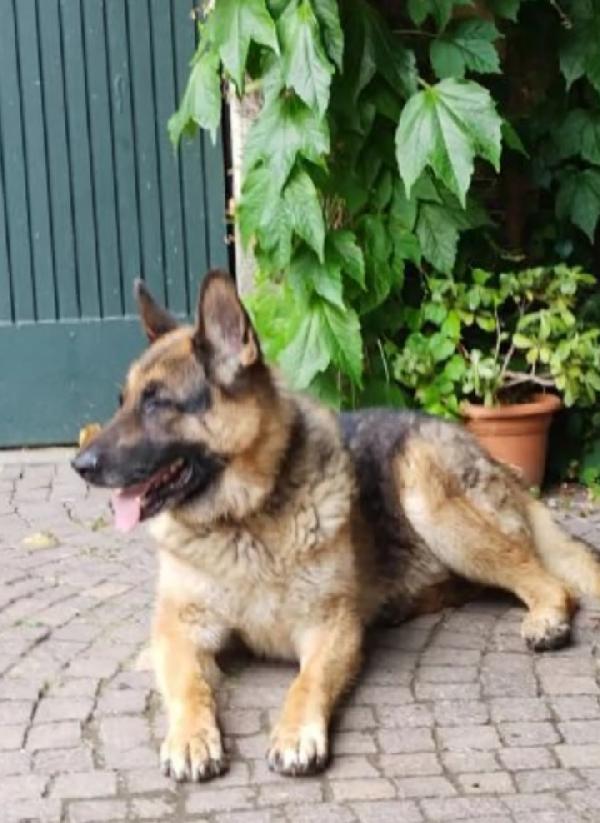 Pastore Tedesco non facciamolo invecchiare solo come sempre..PAVIA Foto 4