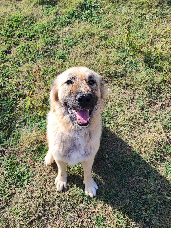 Baloo, 50Kili Di Bontà E Morbidezza