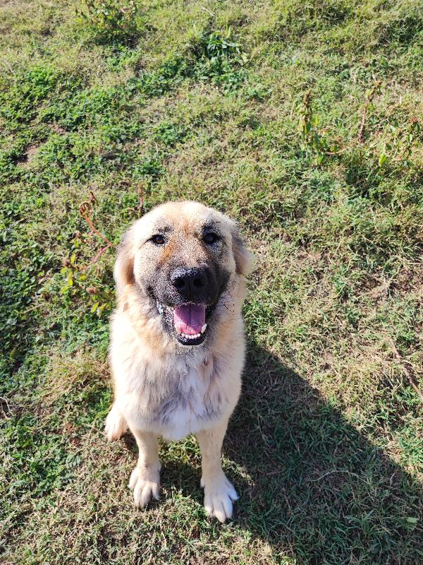 Baloo, 50kili di bontà e morbidezza Foto 2