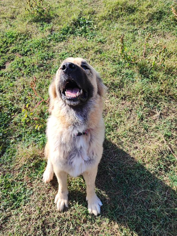 Baloo, 50kili di bontà e morbidezza Foto 3