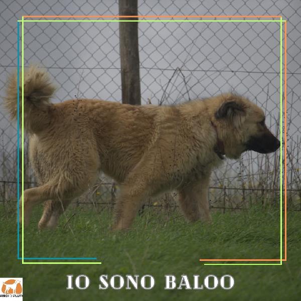 Baloo, 50kili di bontà e morbidezza Foto 4