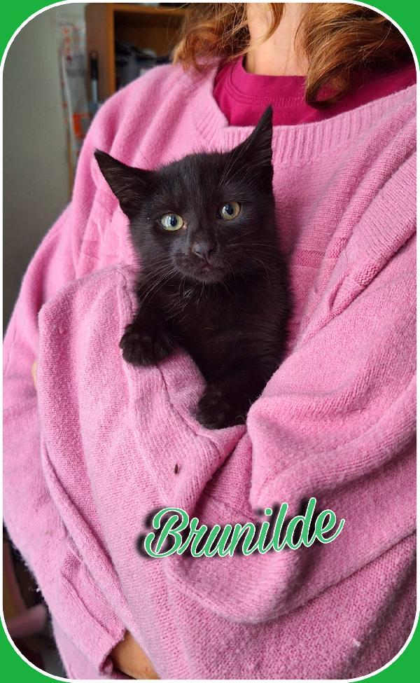 BRUNILDE E MIRANDA:TWO IS MEGL CHE ONE Foto 2