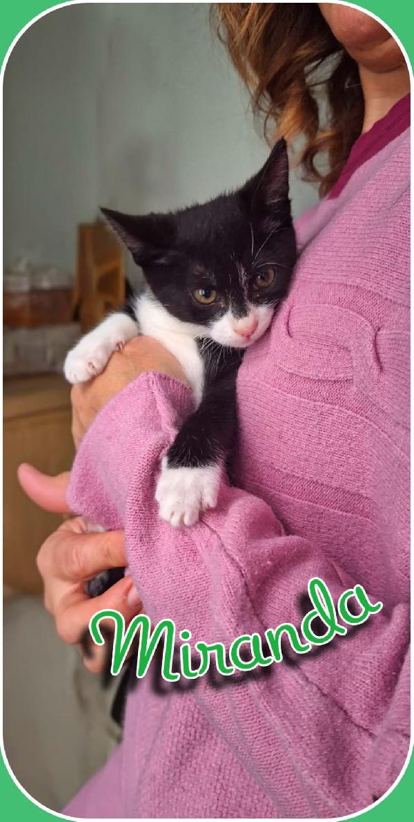 BRUNILDE E MIRANDA:TWO IS MEGL CHE ONE Foto 3