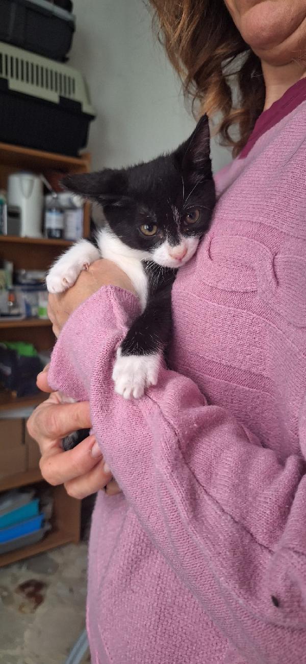 BRUNILDE E MIRANDA:TWO IS MEGL CHE ONE Foto 9