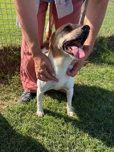 Tic, simpaticissimo derivato jack russel Foto 3